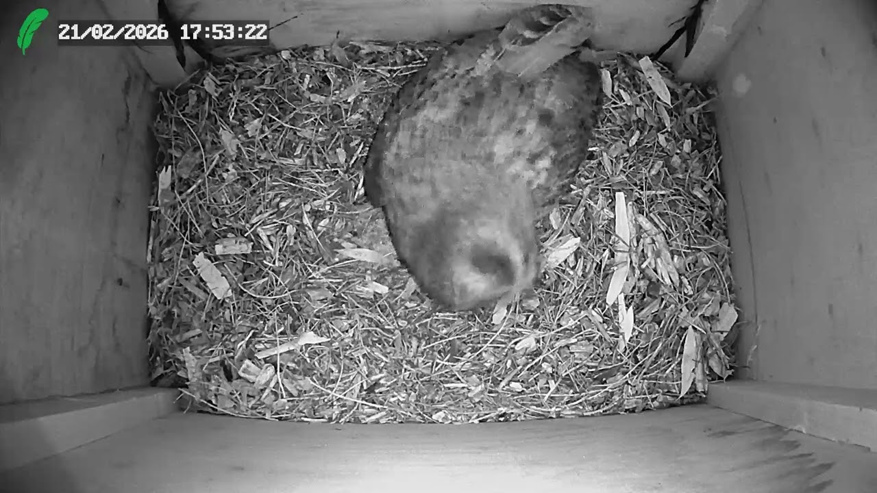 Tawny Owl preparing her nest site 