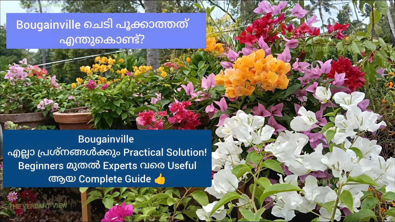 How To Get More Flowers In Bougainvillea! ബോഗൺവില്ല നിറഞ്ഞു പൂക്കാൻ ഇതുപോലെ ചെയ്യൂ!