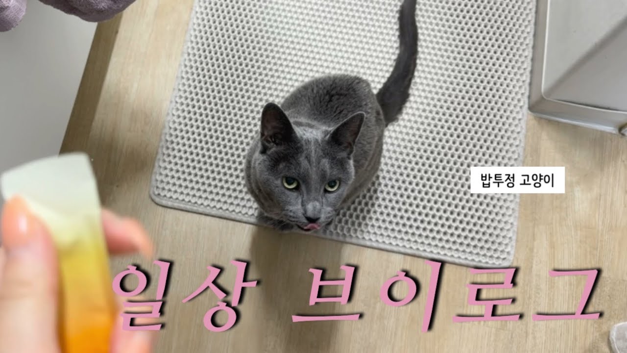 * 밥투정하는 고양이와 일상 • 사료샘플 사재기 • 올모스 삼각대 짱