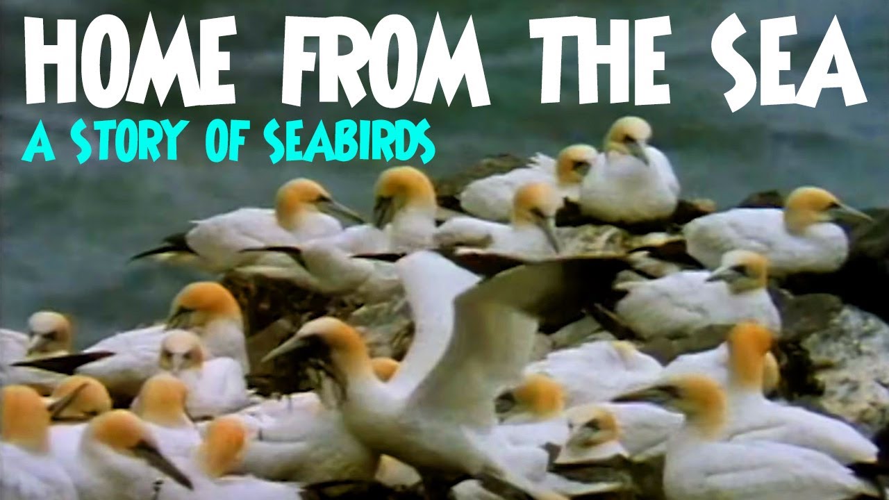 Home from the Sea - A Story of Seabirds