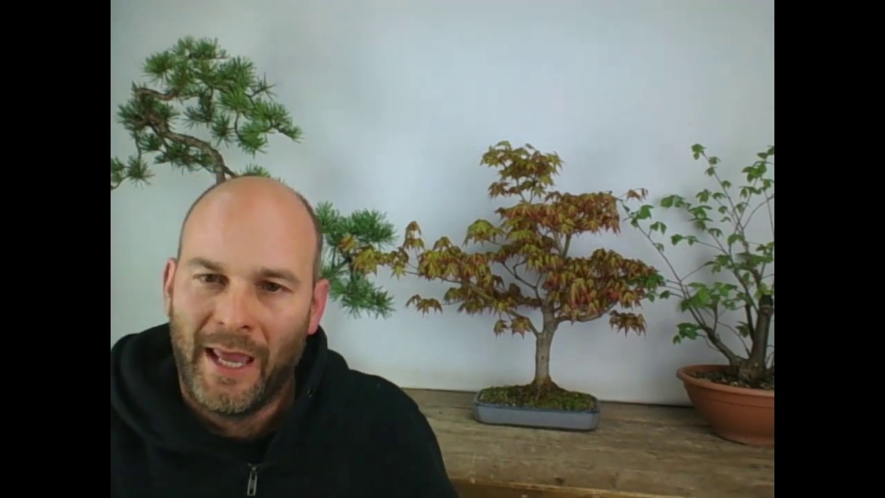 Energy Concept in Bonsai with Peter Warren