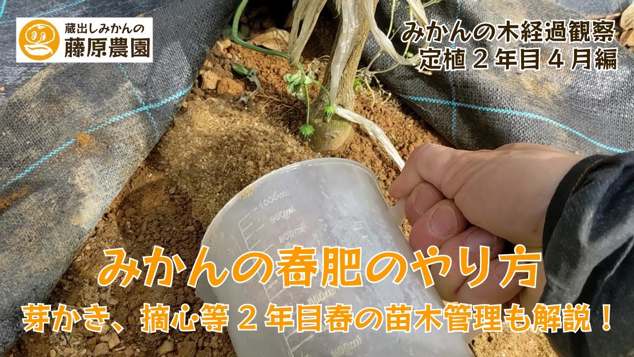 みかんの春肥のやり方と苗木2年目の成長観察。みかん栽培の基本、肥料と剪定（芽かき、摘心について解説します）