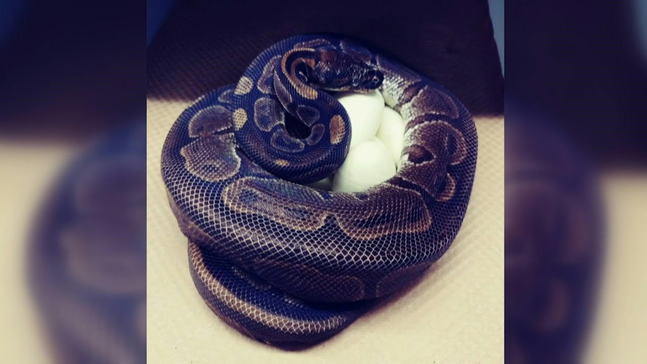 Spinster snake lays eggs without male help | AFP