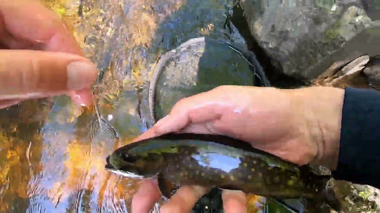 Omble de fontaine indigène du Québec | Pêche à la mouche en rivière au printemps