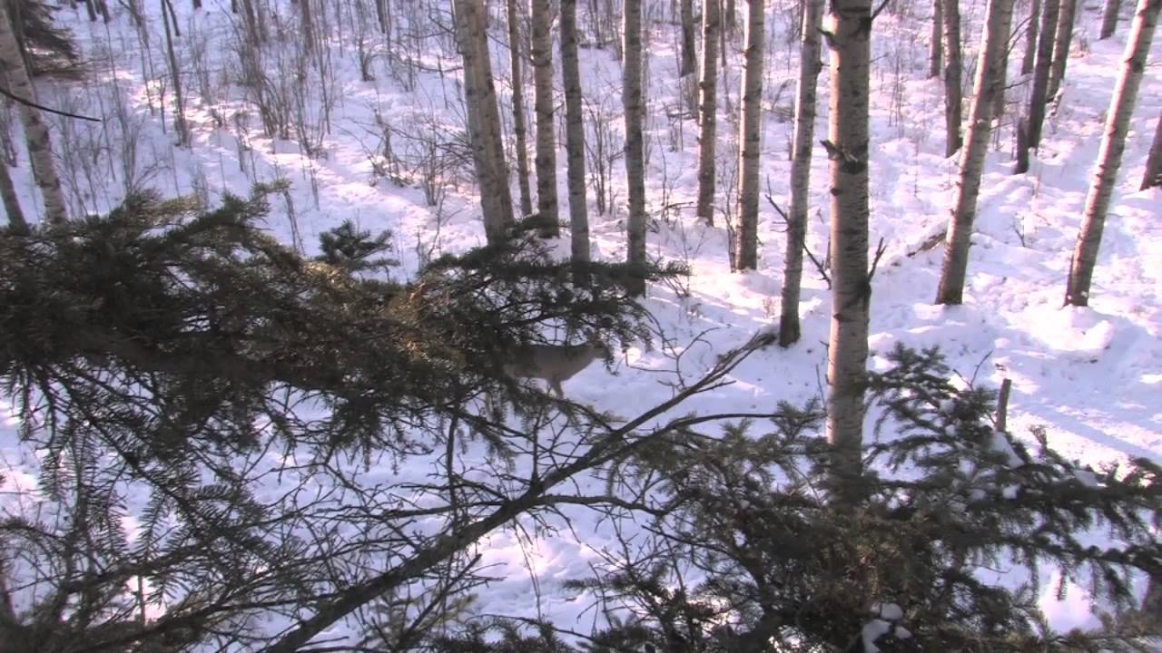 Buck Growl - Crazy Vocalization