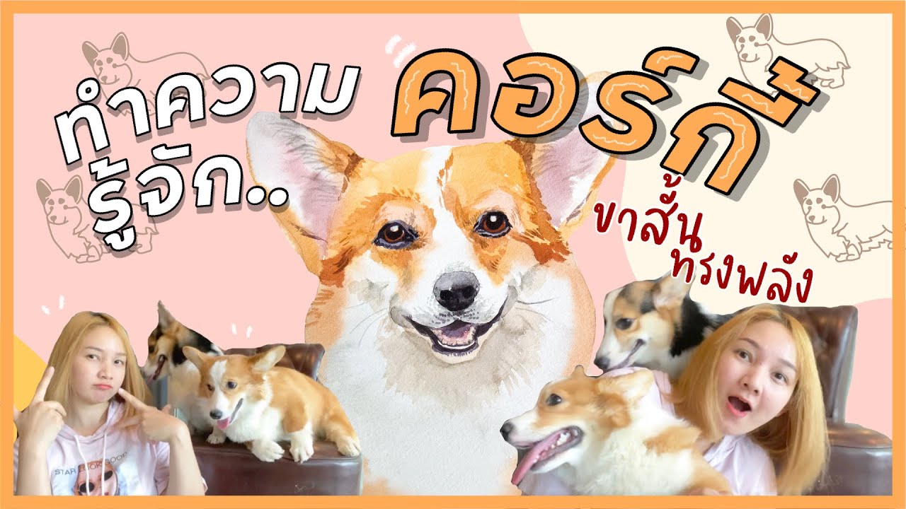 สุนัขสายพันธุ์เวลช์ คอร์กี้ | การดูแลคอร์กี้ (EP.30)