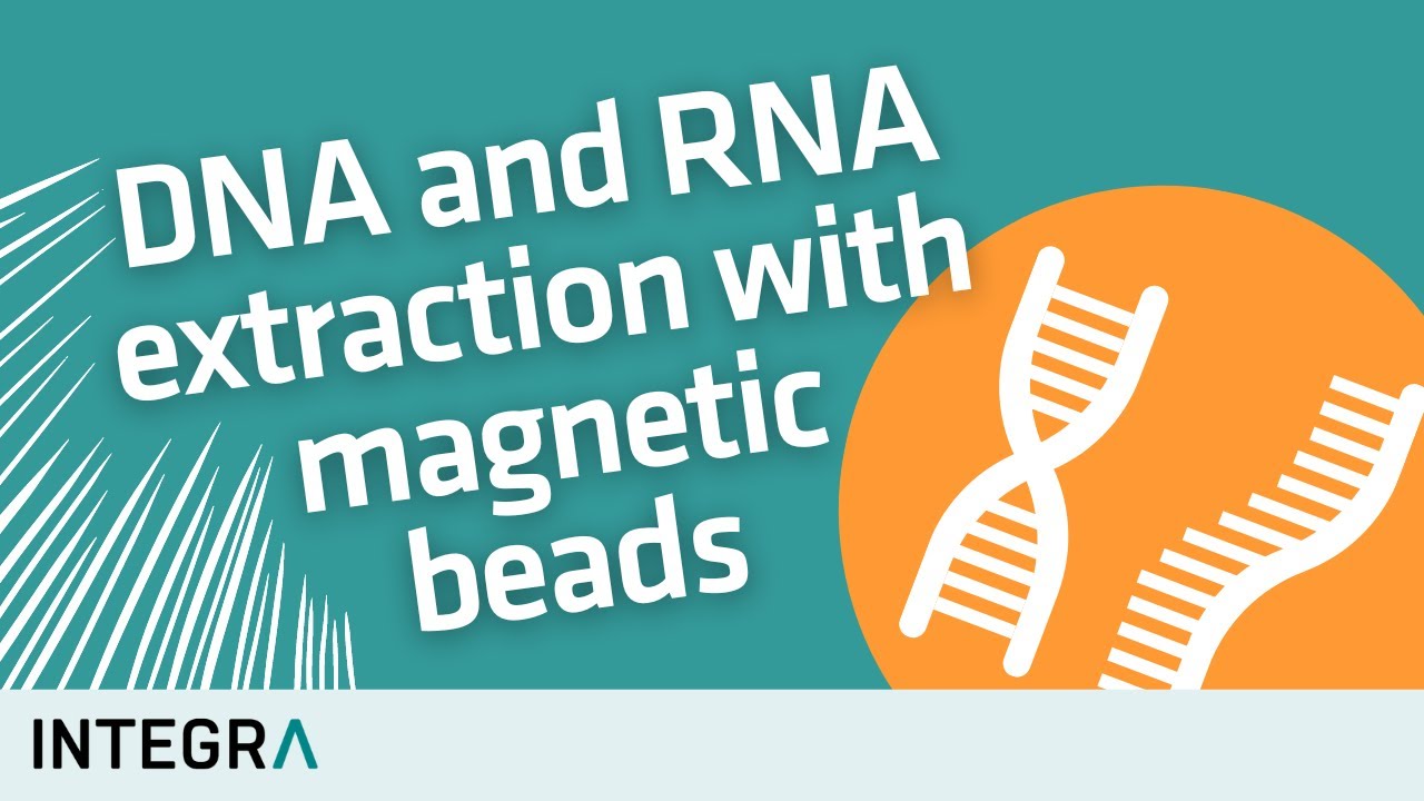 DNA and RNA extraction with magnetic beads &ndash; How it works
