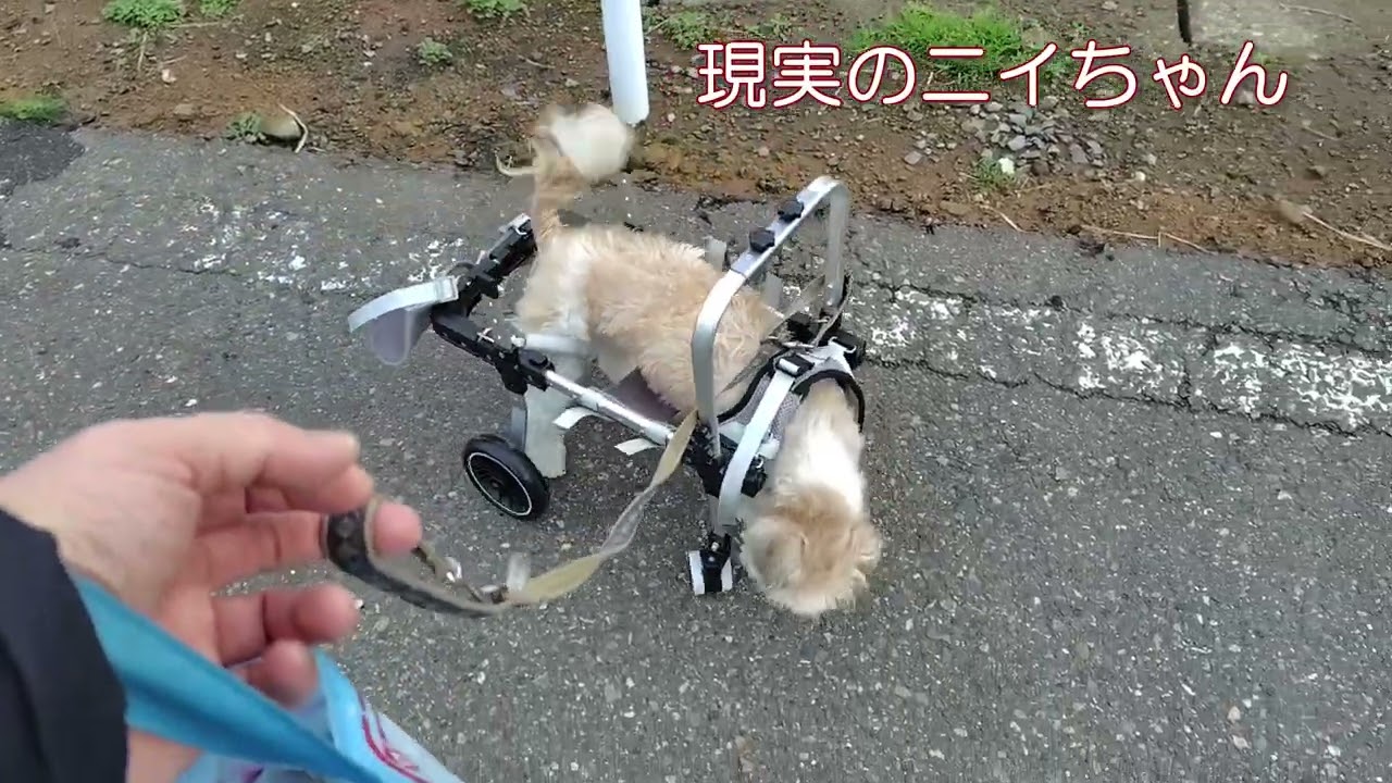 犬用車いすの練習をするニイちゃん