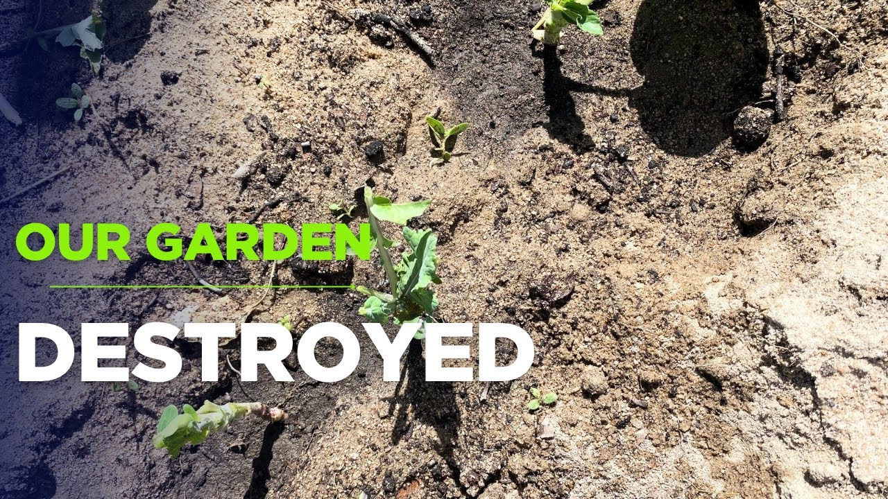 Fixing our toilet door| Goats destroyed our garden 😭