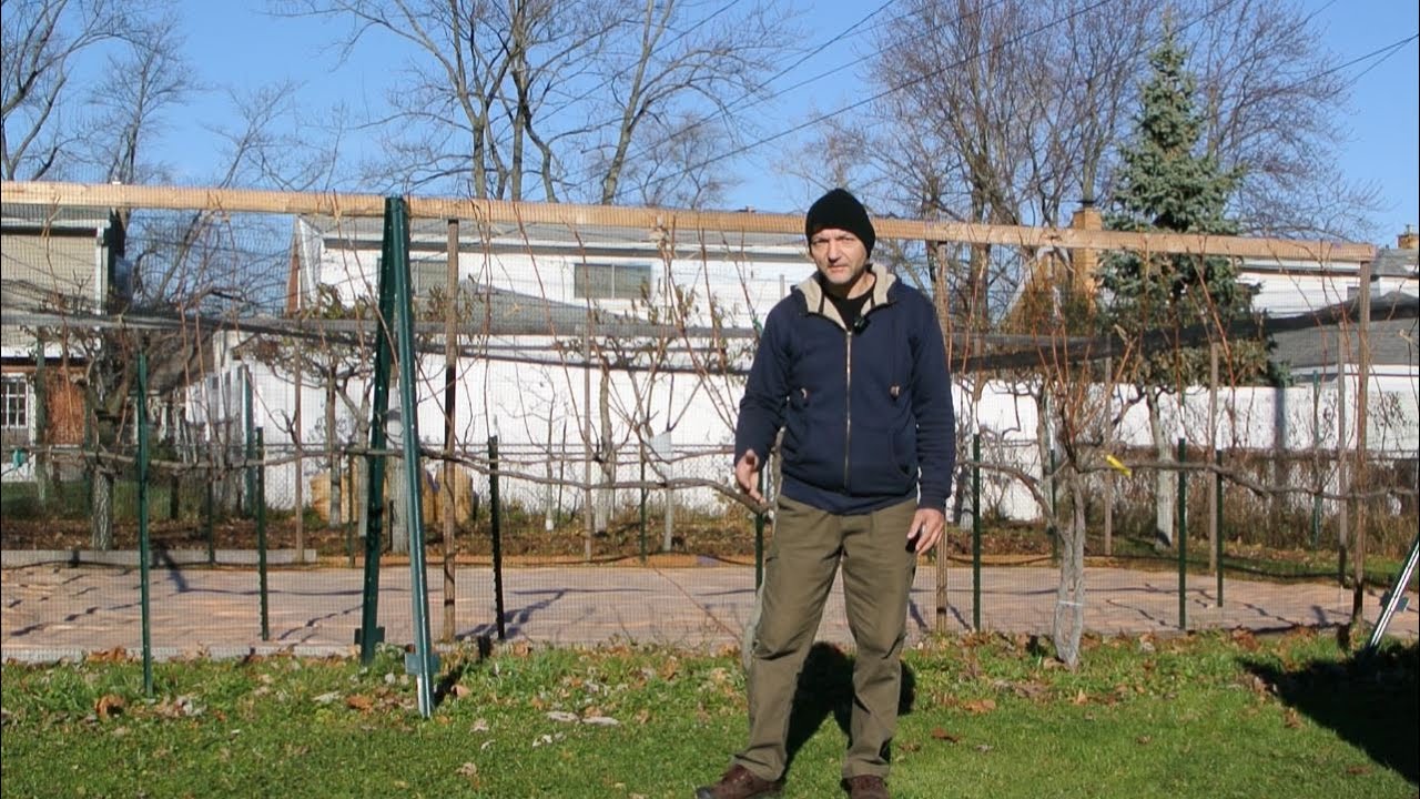 Dormancy for Fig Trees in Containers