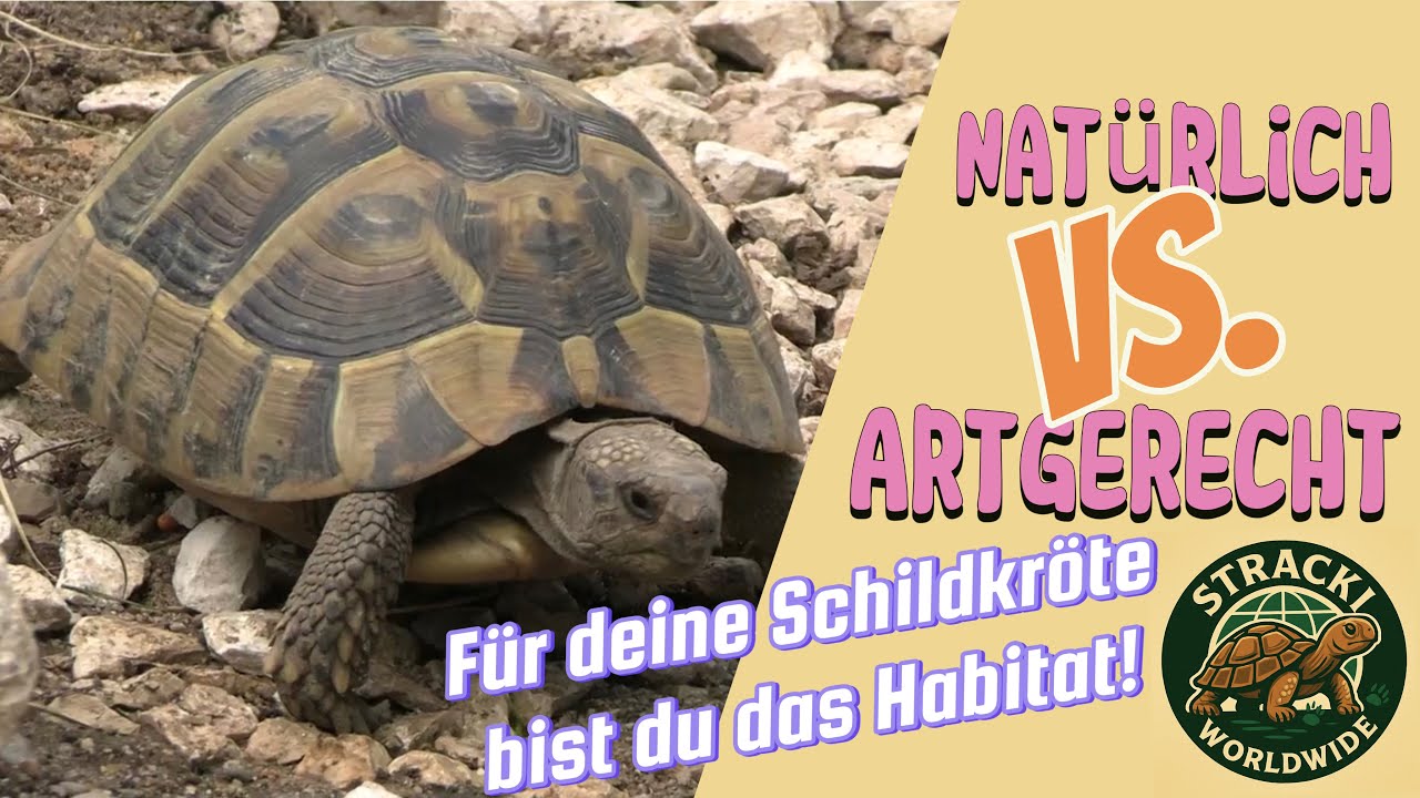 Nat&uuml;rlich vs. artgerecht - Wie du Griechische Landschildkr&ouml;ten richtig h&auml;ltst