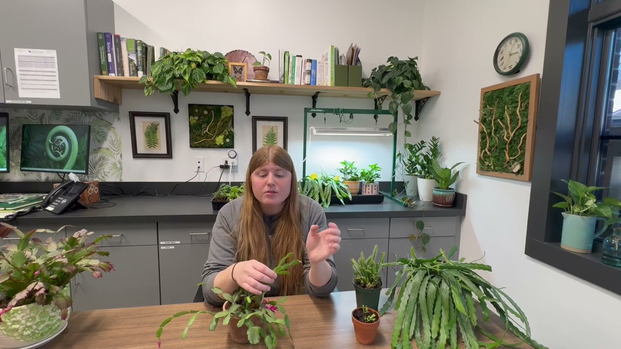 Epiphytic cacti