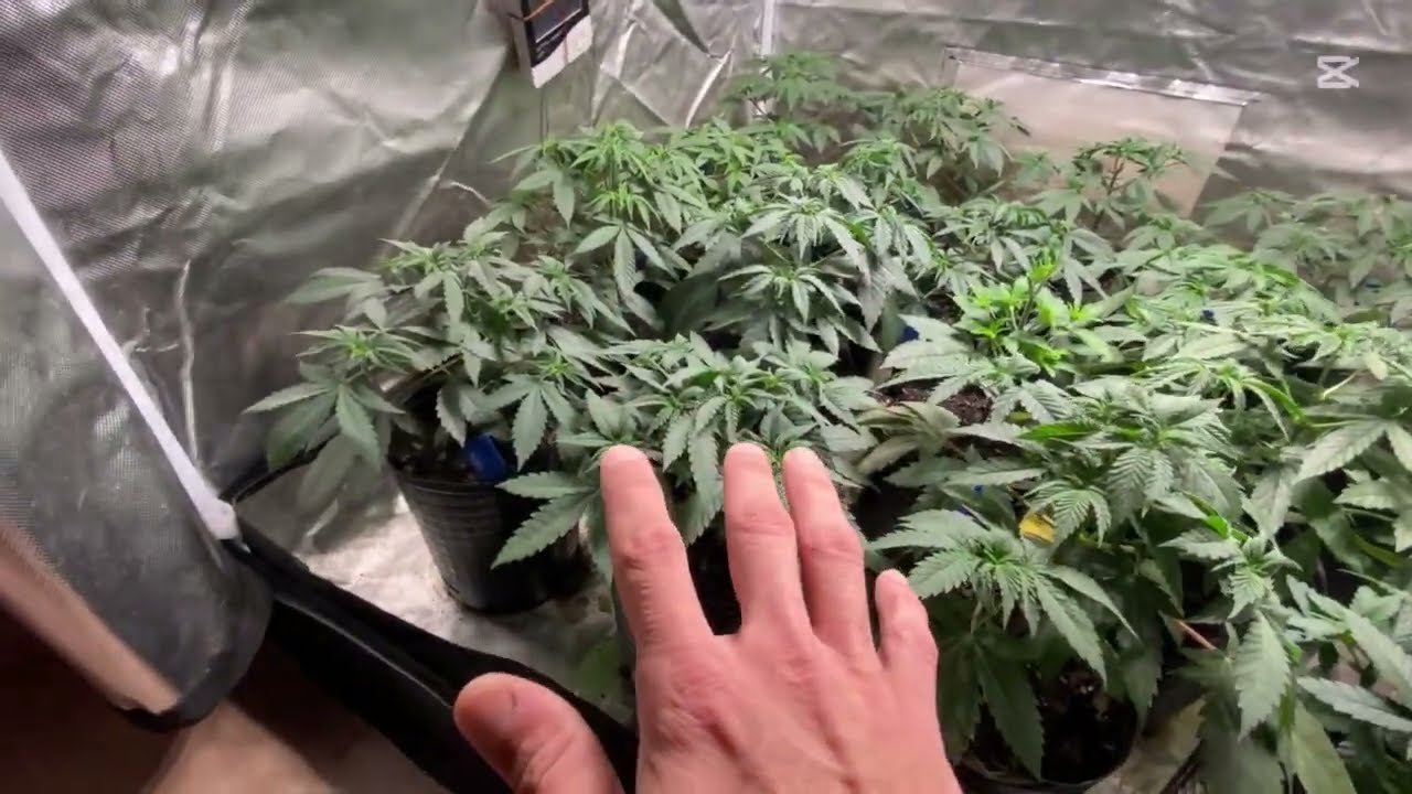 Seguimiento Indoor - (CAP 11) ACTUALIZACI&Oacute;N
