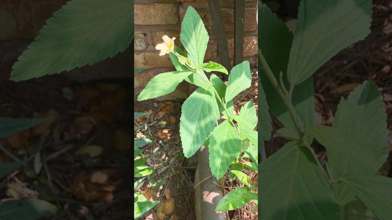 🌹&sup1;⁵☆&bull;⁵◇⁷■&sup3;□&sup1; Rhombic-Leaf Sida (Sida rhombifolia) in Mallow Family (Malvaceae)