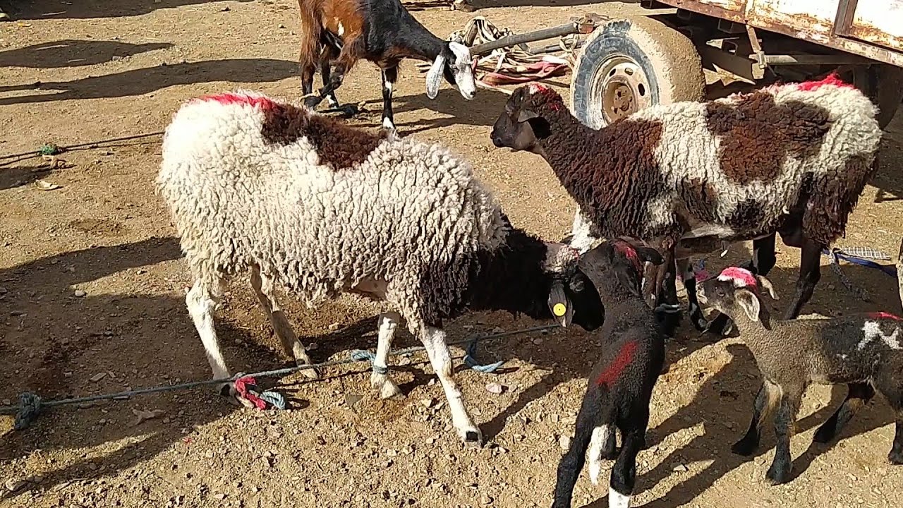 السوق الأسبوعي بأگدز زاگورة يوم الخميس 26/12/2024