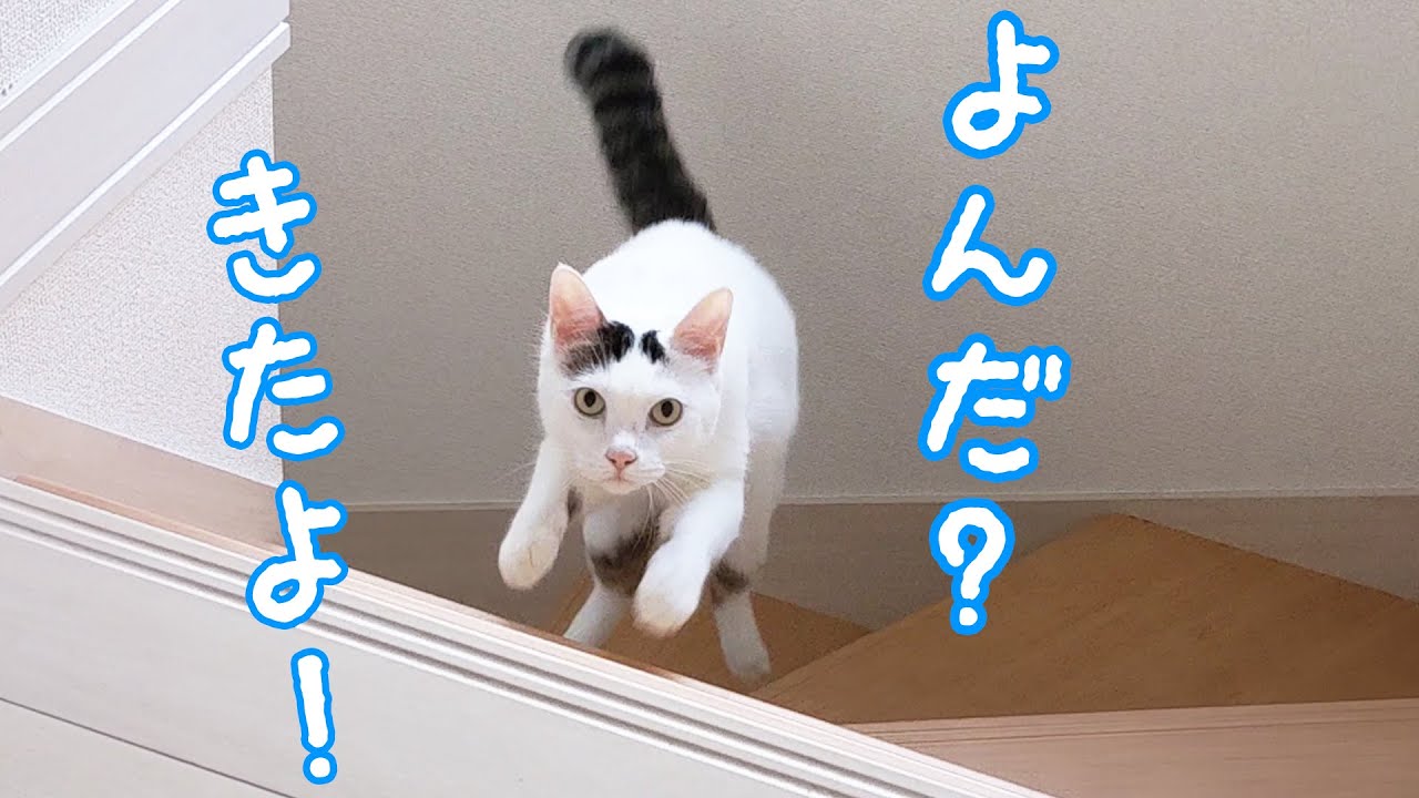 お昼の猫4匹はこうやって過ごしています