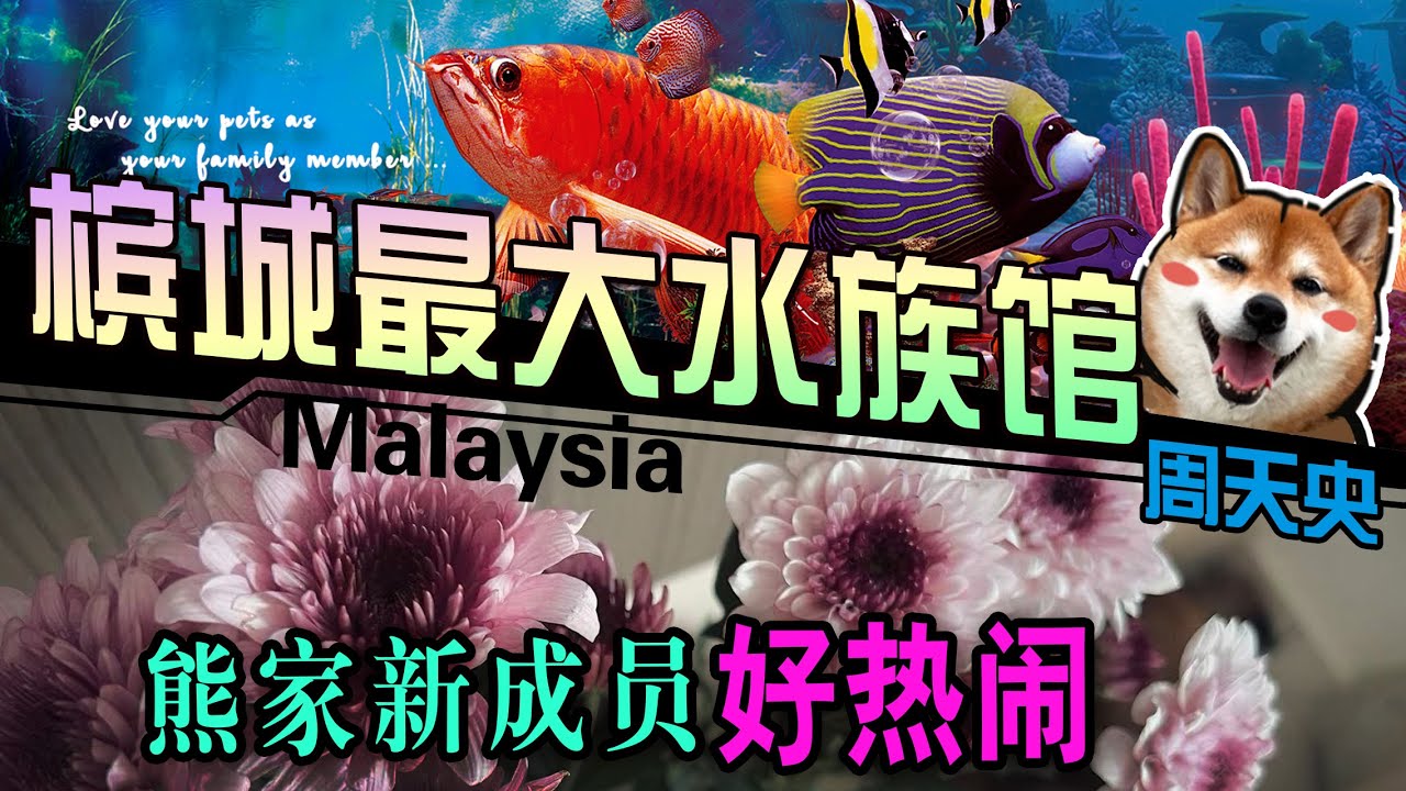 2023【马来西亚】槟城--最大水族馆 熊家新成员