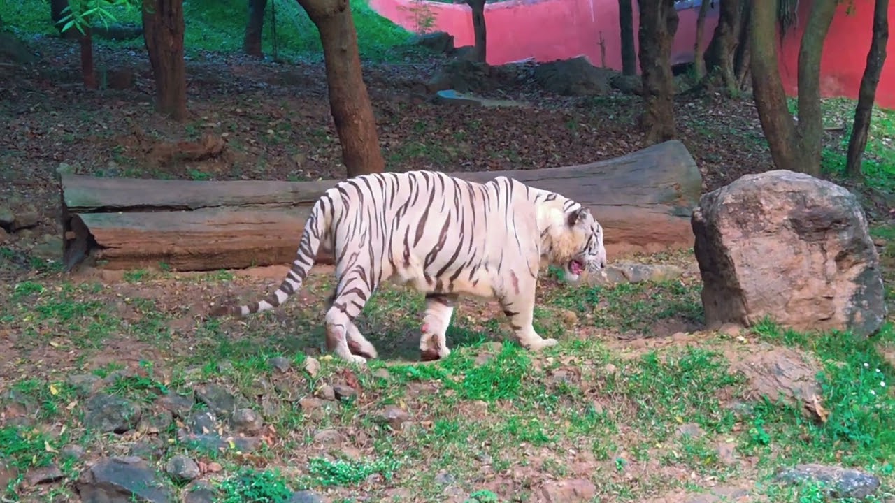 Bengal Tiger 