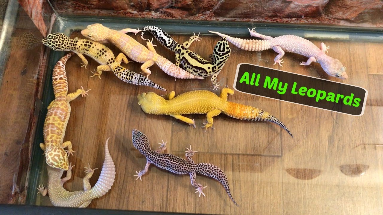 Leopard Geckos Roaming My Room