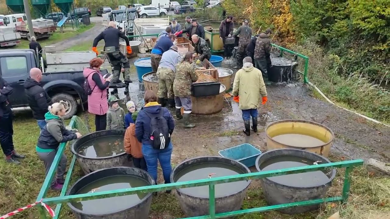 Výlov Žákova rybníka u šamotky v Rakovníku