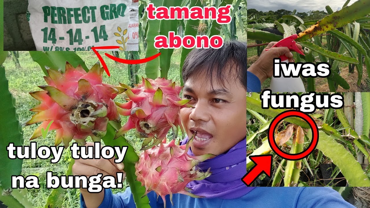 PAANO MAGLAGAY NG ABONO O FERTILIZER SA DRAGON FRUIT?PAGTANGGAL NG FUNGUS!POTASIUM PAMPABUNGA.100%