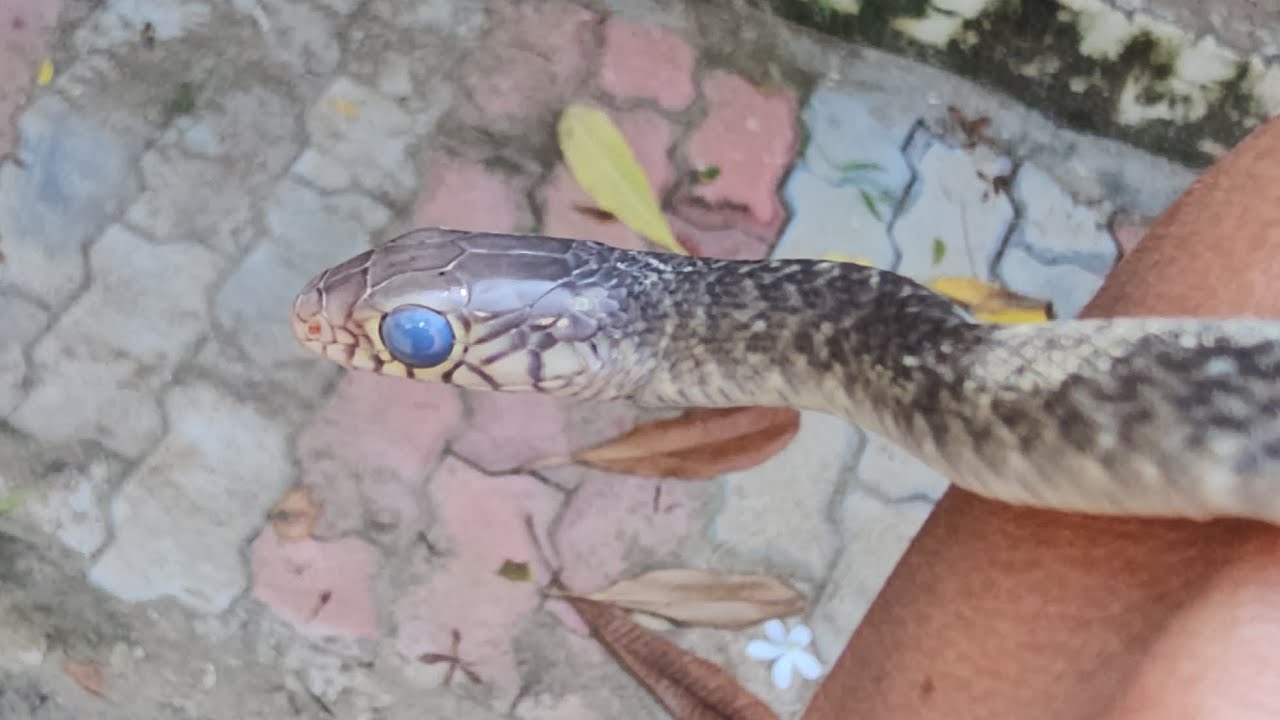 Baby snake's eyes turn White - blue phase . bfr shedding skin. . 