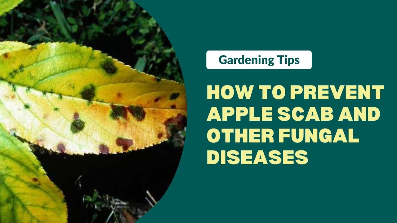 Apple Scab and Fungal Disease Prevention