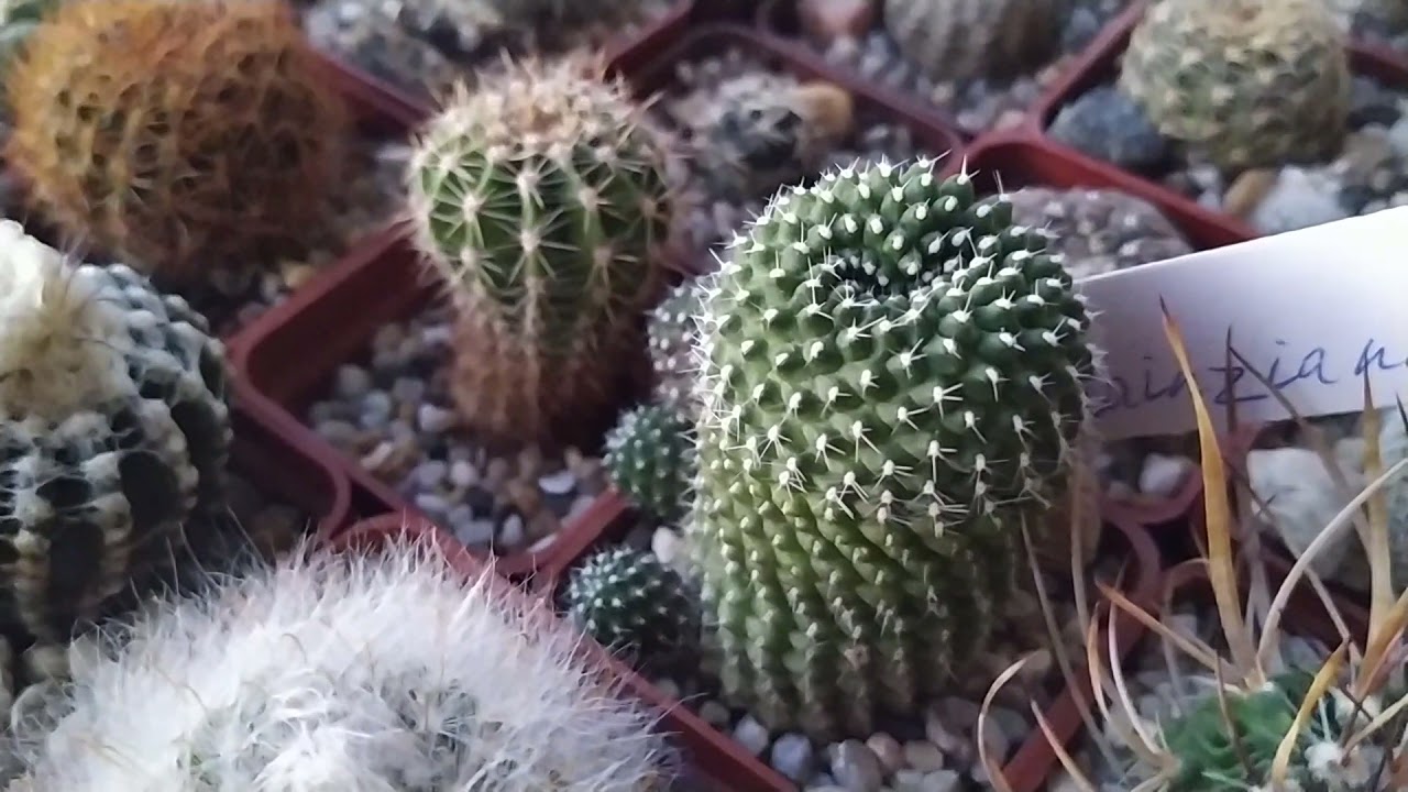 Кактусы...Род Rebutia, Sulkorebutia,их виды.