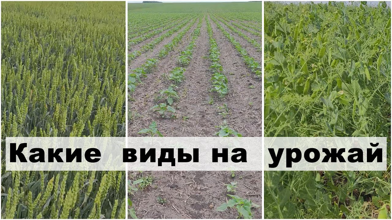Осмотр полей 30.05.2025 | Озимая пшеница | Горох | Подсолнечник