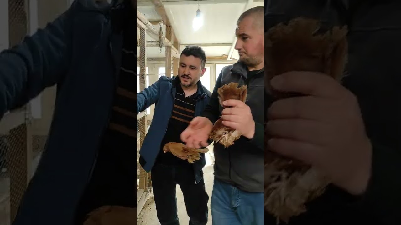 2. Bölüm Orhan Turgut kümesleri bol çeşit #Rus kuşları#Helmet,Ters Kapaklı Kıvırcık,Buhara,Balon