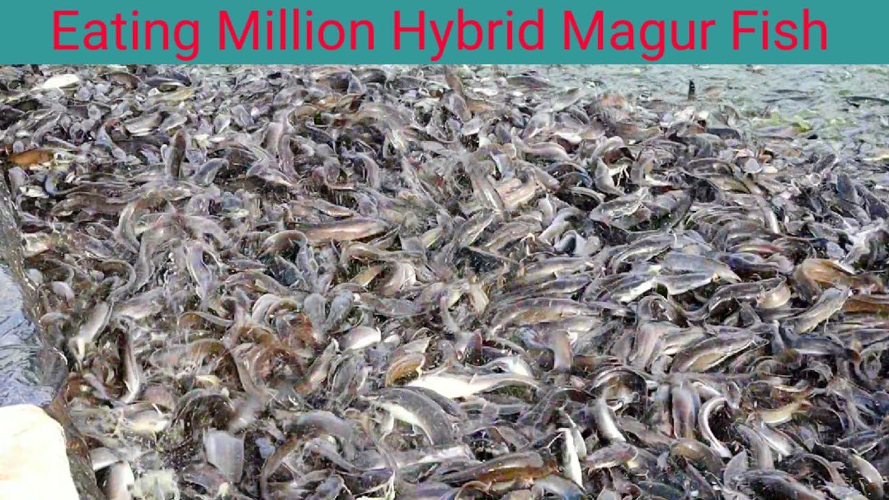 Hybrid Magur Fish ||Million Catfish Eating Food In Village Pond ||Joy Maa