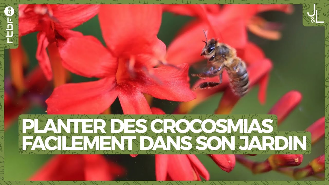 Astuces pour planter des crocosmias facilement - Jardins et Loisirs