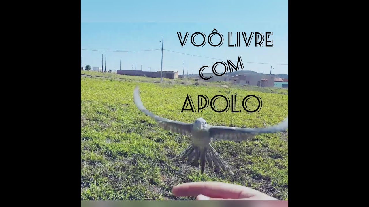 Voô livre com APOLO (calopsita) - Animais Patrocínio