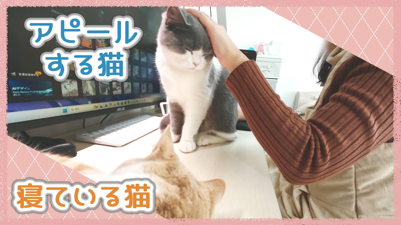猫たちそれぞれの行動が特徴的で楽しい