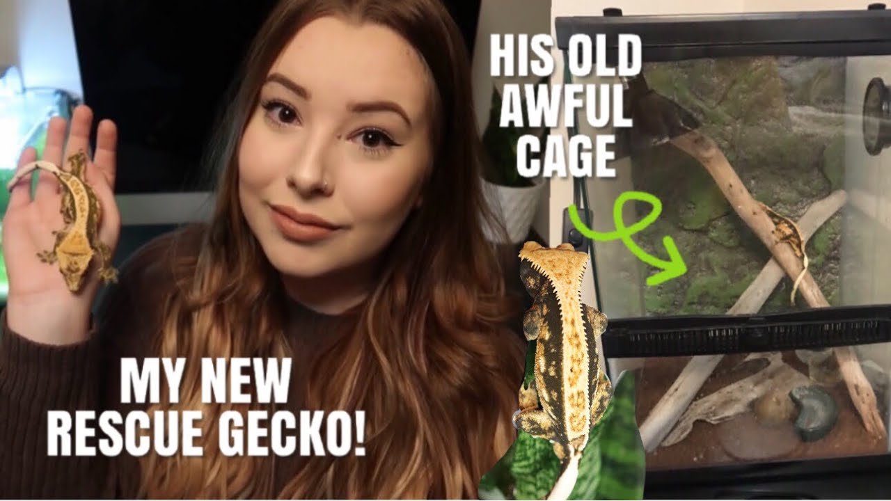 I Rescued A Crested Gecko! His Enclosure Was Awful + Floppy Tail Syndrome