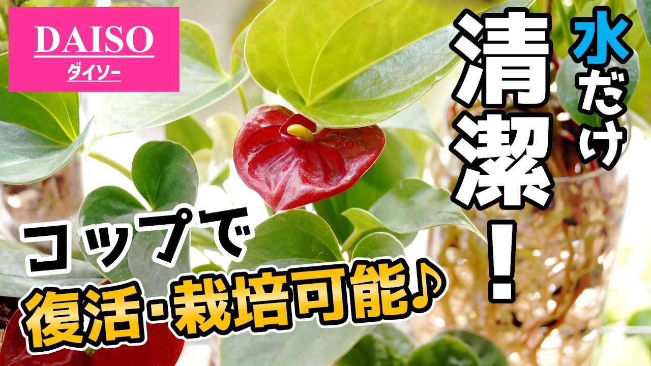 【土を使うな！】弱った観葉植物があっさり復活した方法♪【アンスリウムの育て方】【水耕栽培】
