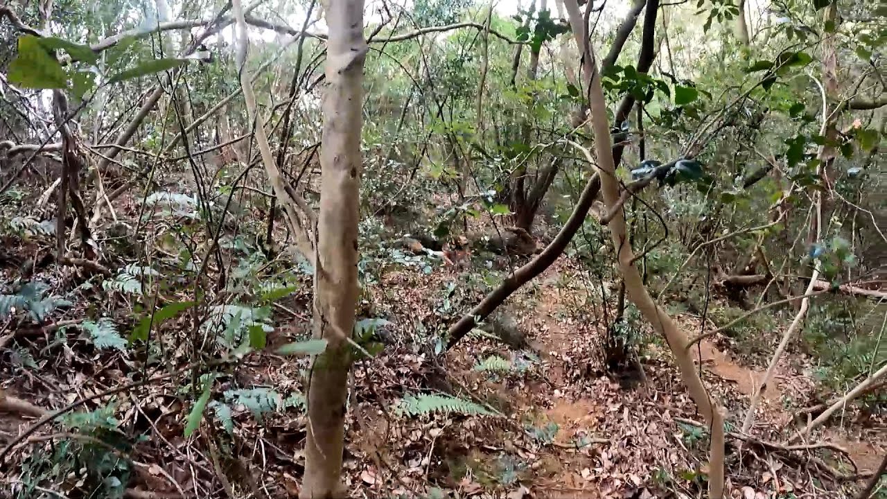 単犬で猪猟　中くらいの雌