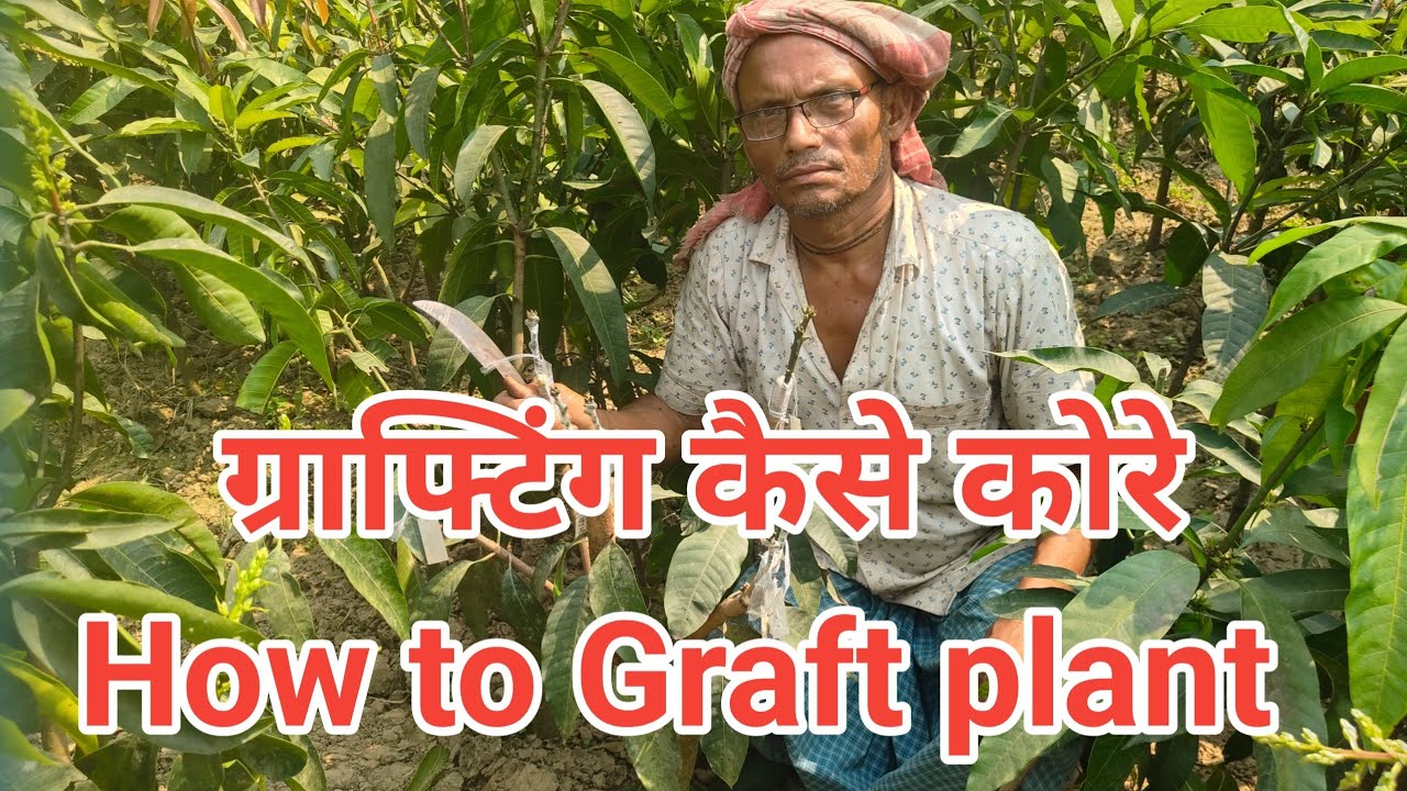 ग्राफ्टिंग कैसे कोरे।।। How to Graft a plant ।।। Grafting techniques of mango plants ।।।