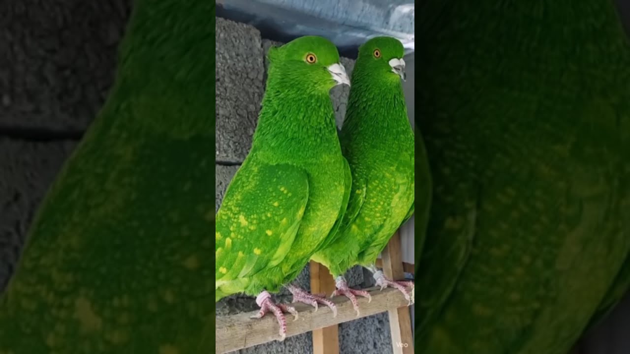 Sheerazi Parwazi Pigeon | Ahsan Birds Channel
