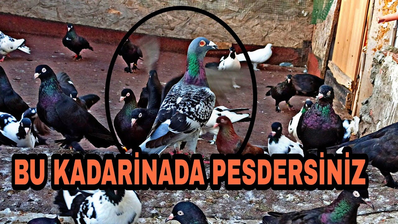 BU KADARİNADA PESDEDİRTİ KAÇAK YARİŞ POSTASİ BİZİ ŞOKETTİ