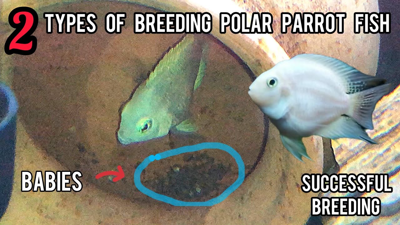Two Types of Breeding Polar Parrot Fish Tutorial in Hindi/Urdu - Imran's World 