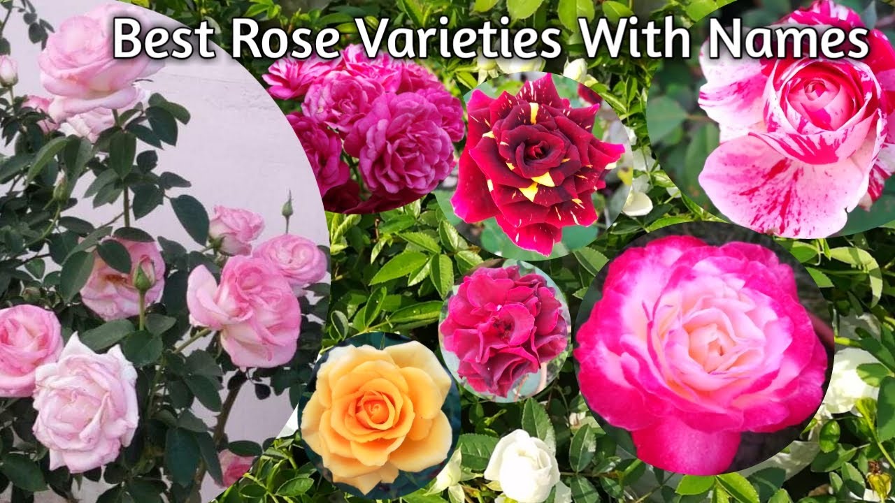 Rose Varieties With Names : Best Rose Varieties (Famous Roses) / Rose Variety Names