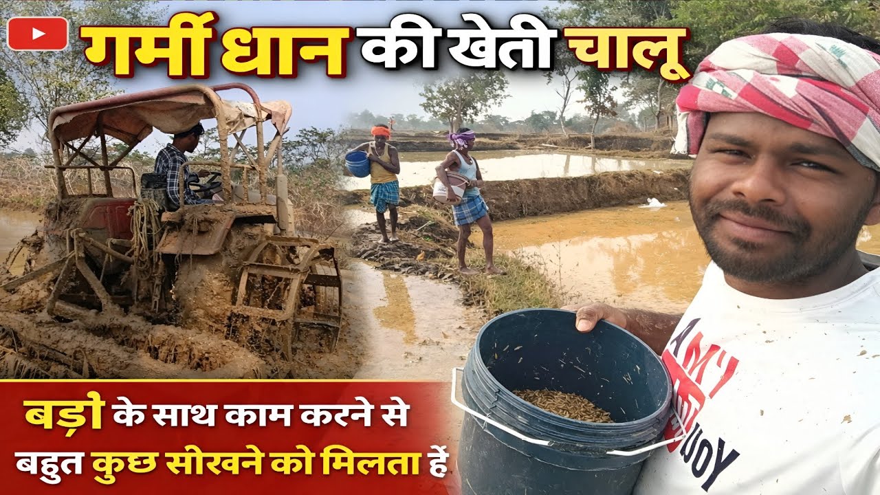 गर्मी धान की खेती चालू || अपने से बड़ों के साथ काम करने से बहुत कुछ सीखने को मिलता है 