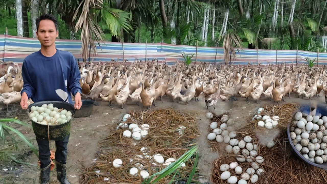 TANPA KASIH PAKAN BISA PANEN TELUR BEBEK MELIMPAH