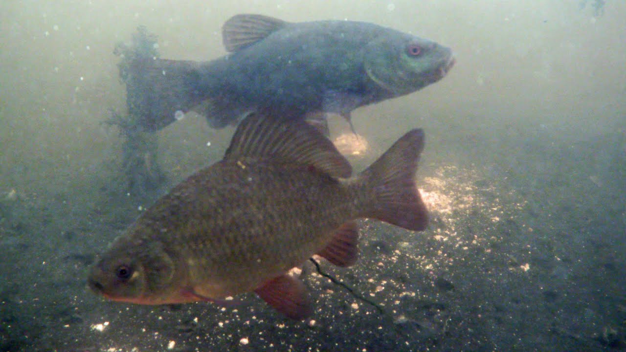 Crucian carp and Tench feeding underwater/ Ruda och sutare undervattensfilm