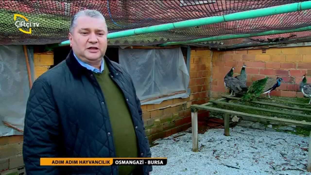 ADIM ADIM HAYVANCILIK - TAVUS KUŞU / KEKLİK / SÜLÜN