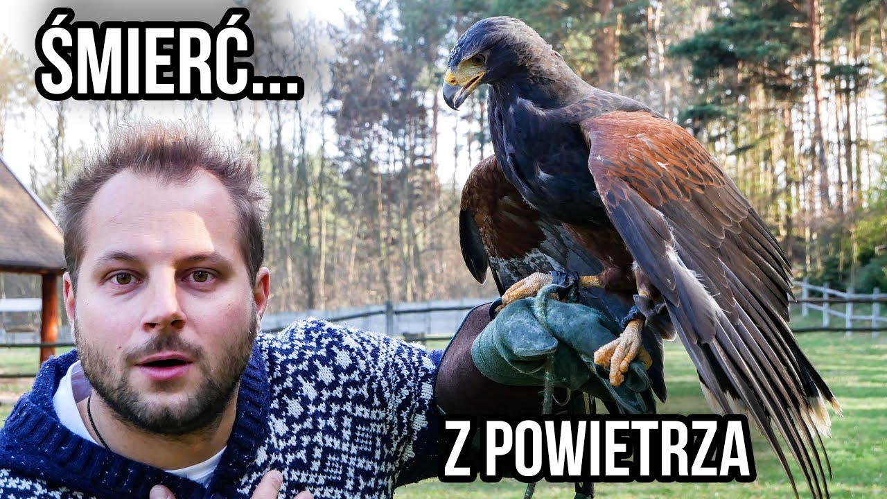 CIEKAWOSTKI O HODOWLI HARRISA W DOMU