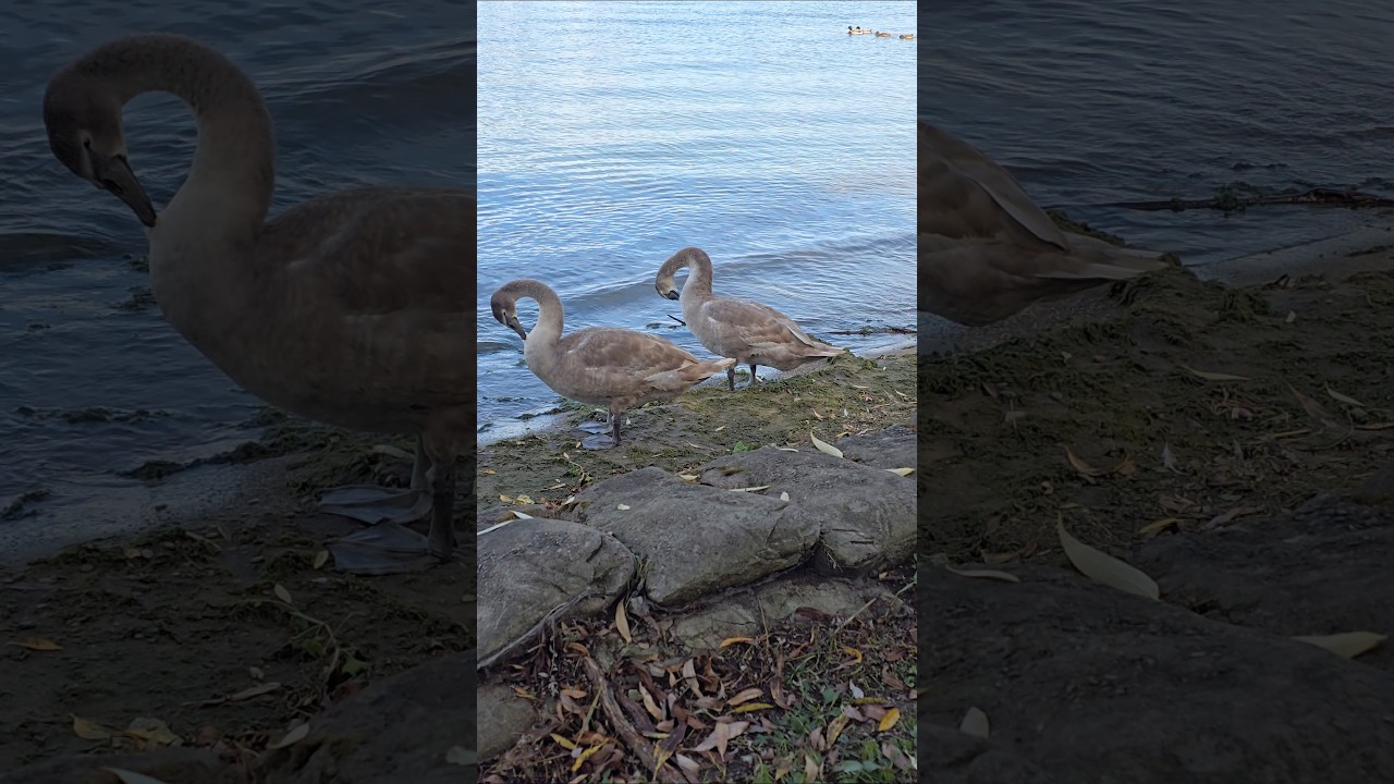 Grey swans are by the Centre island toronto canada looking at self toronto canada oct 10/2025