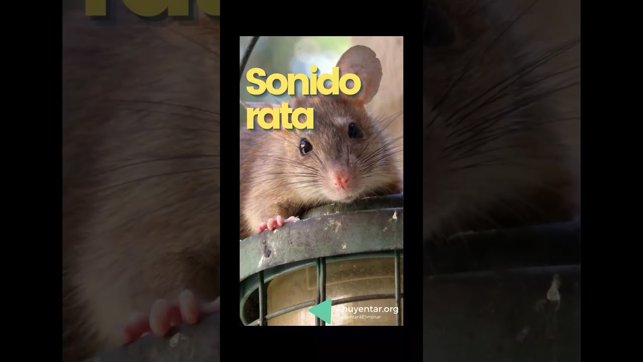 CHILLIDO DE RATA sonido efecto 