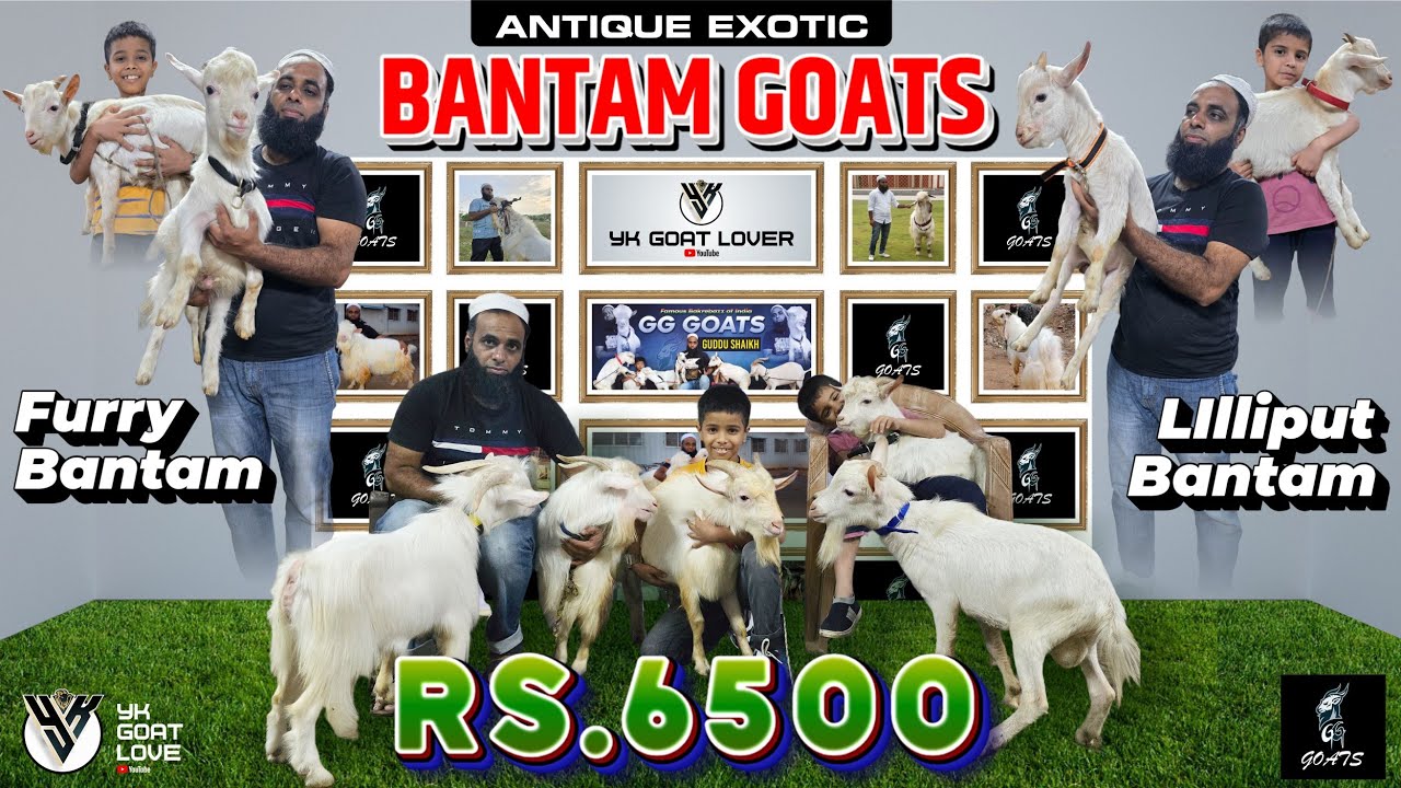 Бантамская порода и Шадар Бакре в Пуне в GG Goats I YK Goat Lover